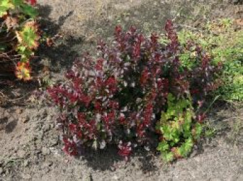 Berberitze 'Concorde', 20-25 cm, Berberis thunbergii 'Concorde', Containerware