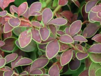 Berberitze 'Golden Ring', 10-20 cm, Berberis thunbergii 'Golden Ring', Topfware