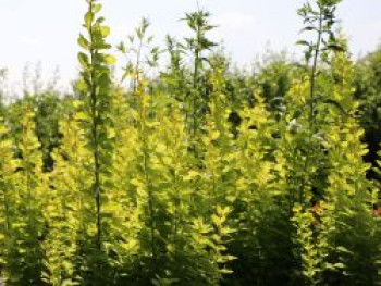 Berberitze &#8218;Golden Torch&#8216;, 20-30 cm, Berberis thunbergii &#8218;Golden Torch&#8216;, Containerware