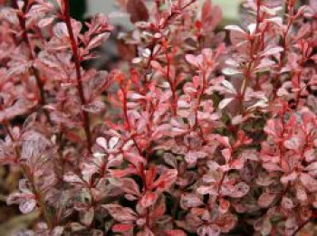 Berberitze 'Harlequin', 30-40 cm, Berberis thunbergii 'Harlequin', Containerware