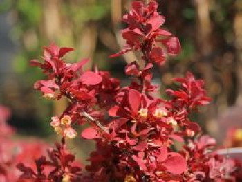 Berberitze &#8218;Lutin Rouge&#8216;, 10-20 cm, Berberis thunbergii &#8218;Lutin Rouge&#8216;, Containerware