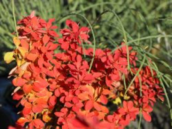 Berberitze &#8218;Orange Ice&#8216;, 10-20 cm, Berberis thunbergii &#8218;Orange Ice&#8216;, Containerware