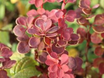 Berberitze 'Orange Sunrise', Berberis thunbergii 'Orange Sunrise', Topfware