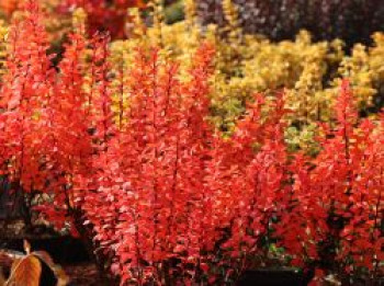 Berberitze 'Powwow', 10-20 cm, Berberis thunbergii 'Powwow', Topfware