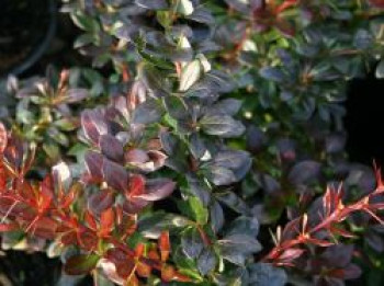 Berberitze &#8218;Red Jewel&#8216;, 20-30 cm, Berberis media &#8218;Red Jewel&#8216;, Containerware