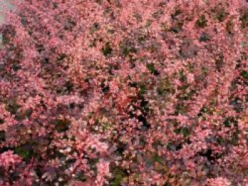 Berberitze 'Rose Glow', 30-40 cm, Berberis thunbergii 'Rose Glow', Containerware