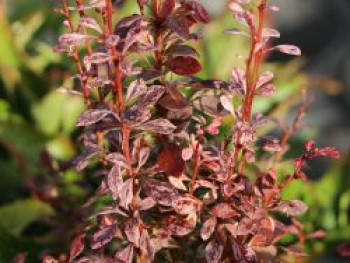 Berberitze 'Rosy Rocket', 40-60 cm, Berberis thunbergii 'Rosy Rocket', Containerware