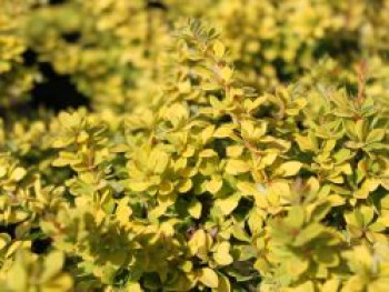 Berberitze &#8218;Sunsation&#8216;, 20-25 cm, Berberis thunbergii &#8218;Sunsation&#8216;, Containerware