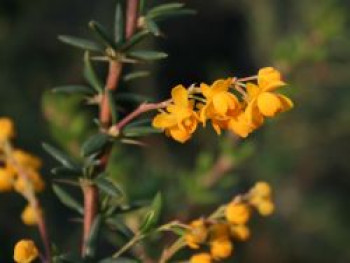 Berberitze &#8218;Verrucandi&#8216;, 20-25 cm, Berberis frikartii &#8218;Verrucandi&#8216;, Containerware