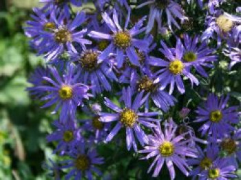 Berg Aster, Aster amellus, Topfware