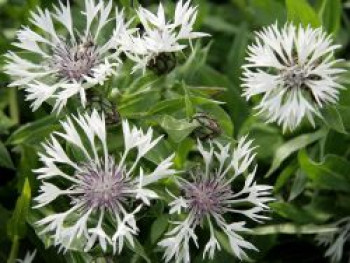 Berg-Flockenblume &#8218;Alba&#8216;, Centaurea montana &#8218;Alba&#8216;, Topfware