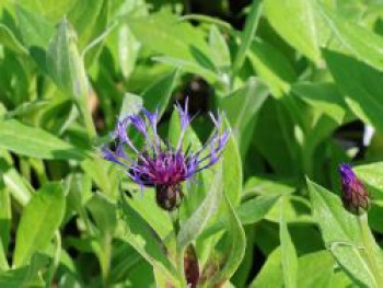 Berg-Flockenblume 'Coerulea', Centaurea montana 'Coerulea', Topfware