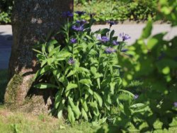 Berg-Flockenblume, Centaurea montana, Containerware