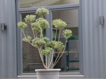 Berg-Ilex 'Glorie Gem' (Bonsai), 80-100 cm, Ilex crenata 'Glorie Gem' (Bonsai), Containerware