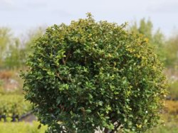 Berg-Ilex 'Glorie Gem' (Kugel), 20-25 cm, Ilex crenata 'Glorie Gem' (Kugel), Containerware