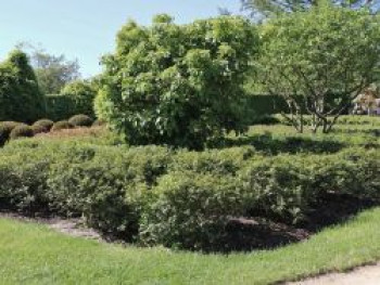Berg-Ilex 'Green Lustre', 40-60 cm, Ilex crenata 'Green Lustre', Containerware