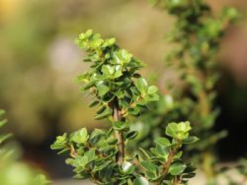 Berg-Ilex 'Mariesii', 30-40 cm, Ilex crenata 'Mariesii', Containerware