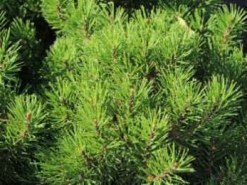 Bergkiefer &#8218;Allgäu&#8216;, 20-25 cm, Pinus mugo &#8218;Allgäu&#8216;, Containerware