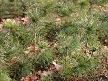 Bergkiefer / Latschenkiefer, 10-20 cm, Pinus mugo, Topfware