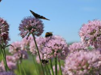 Berg-Lauch, Allium senescens subsp. montanum, Topfware