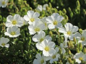 Berg-Sandkraut, Arenaria montana, Topfware