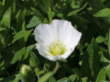 Berg-Sandkraut &#8218;Summer White&#8216;, Arenaria montana &#8218;Summer White&#8216;, Topfware