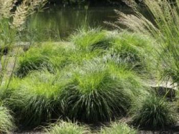 Berg-Segge, Carex montana, Topfware