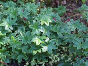 Berg-Silbermantel, Alchemilla hoppeana, Topfware