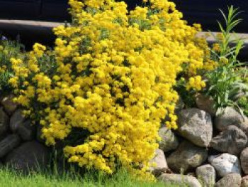 Berg-Steinkraut &#8218;Berggold&#8216;, Alyssum montanum &#8218;Berggold&#8216;, Topfware