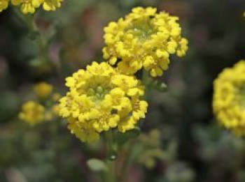 Berg-Steinkraut, Alyssum montanum, Topfware