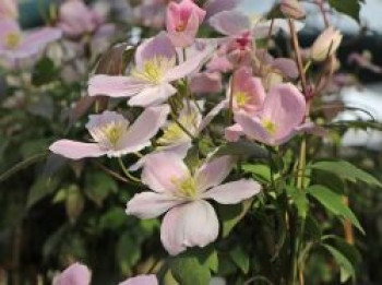 Berg-Waldrebe &#8218;Fragrant Spring&#8216;, 60-100 cm, Clematis montana &#8218;Fragrant Spring&#8216;, Containerware