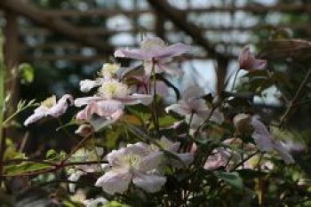 Berg-Waldrebe &#8218;Mayleen&#8216;, 60-100 cm, Clematis montana &#8218;Mayleen&#8216;, Containerware