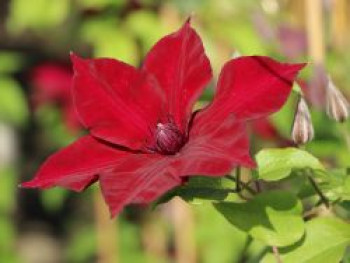 Waldrebe 'Nubia', 60-100 cm, Clematis 'Nubia', Containerware