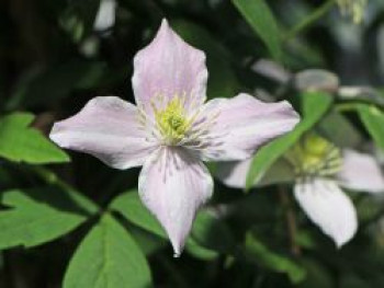 Berg-Waldrebe &#8218;Pink Perfektion&#8216;, 60-100 cm, Clematis montana &#8218;Pink Perfektion&#8216;, Containerware