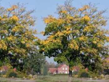 Bergahorn, 125-150 cm, Acer pseudoplatanus, Containerware