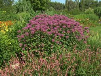 Bergamotte Indianernessel, Monarda fistulosa var. menthifolia, Topfware