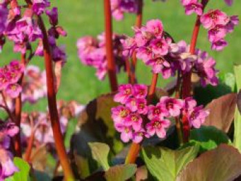 Bergenie &#8218;Bressingham Ruby&#8216;, Bergenia cordifolia &#8218;Bressingham Ruby&#8216;, Topfware