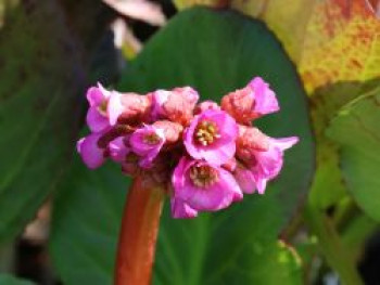 Bergenie 'Eden's Dark Margin', Bergenia cordifolia 'Eden's Dark Margin', Topfware