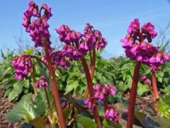 Bergenie 'Eroica', Bergenia cordifolia 'Eroica', Containerware