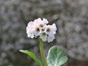 Bergenie 'Schneekristall', Bergenia cordifolia 'Schneekristall', Topfware