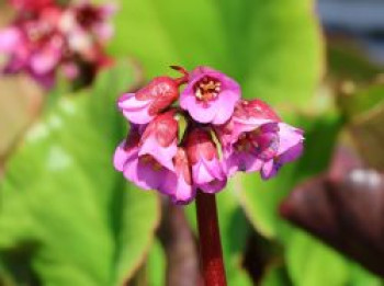 Bergenie 'Eden's Magic Giant', Bergenia cordifolia 'Eden's Magic Giant', Topfware