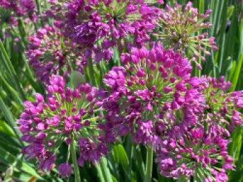 Berglauch &#8218;Lavender Bubbles&#8216;, Allium senescens &#8218;Lavender Bubbles&#8216;, Topfware