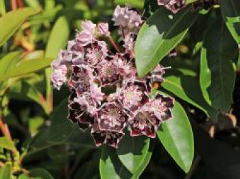 Berglorbeer / Breitblättrige Lorbeerrose &#8218;Sterntaler&#8216;, 20-30 cm, Kalmia latifolia &#8218;Sterntaler&#8216;, Containerware