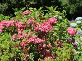 Berglorbeer &#8218;Ewa&#8216;, 20-25 cm, Kalmia latifolia &#8218;Ewa&#8216;, Containerware