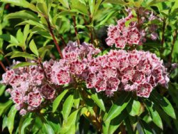 Berglorbeer / Lorbeerrose 'Carousel', 25-30 cm, Kalmia latifolia 'Carousel', Containerware