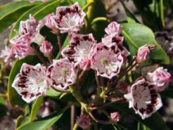 Berglorbeer / Lorbeerrose &#8218;Corona&#8216;, 20-25 cm, Kalmia latifolia &#8218;Corona&#8216;, Containerware