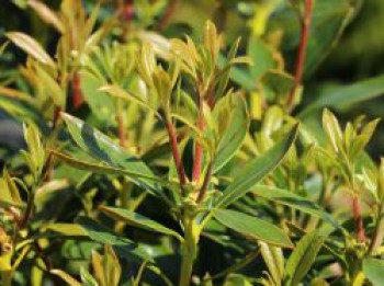 Berglorbeer / Lorbeerrose &#8218;Galaxy&#8216; ®, 20-25 cm, Kalmia latifolia &#8218;Galaxy&#8216; ®, Containerware