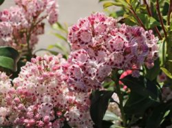 Berglorbeer / Lorbeerrose 'Ginkona', 20-25 cm, Kalmia latifolia 'Ginkona', Containerware