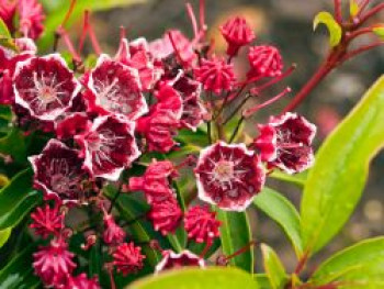 Berglorbeer / Lorbeerrose &#8218;Kaleidoscope&#8216;, 20-25 cm, Kalmia latifolia &#8218;Kaleidoscope&#8216;, Containerware