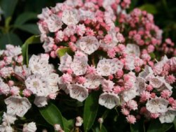 Berglorbeer / Lorbeerrose, 25-30 cm, Kalmia latifolia, Containerware